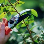 Operazione di scacchiatura