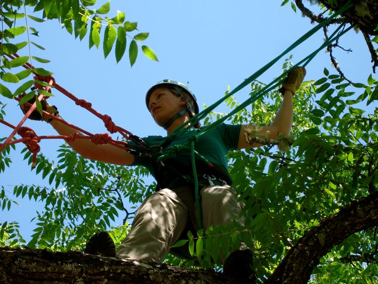 Tree climbing