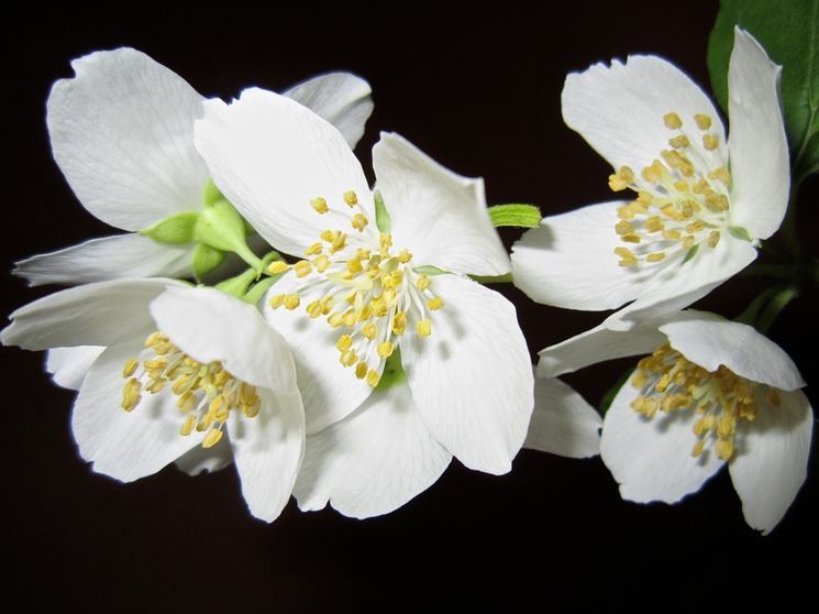 Fiori di gelsomino