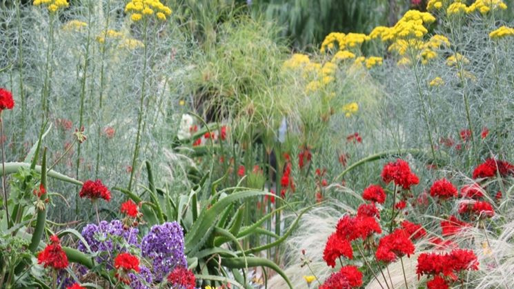 Piante per il giardino mediterraneo