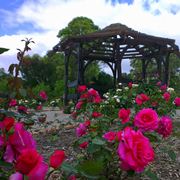 Giardino di rose esempio