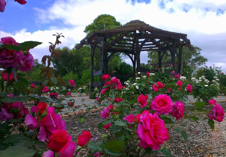 Giardino di rose esempio