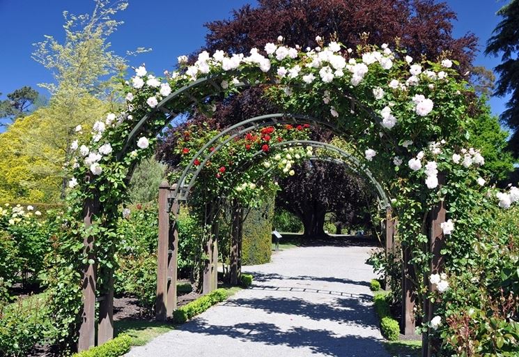 giardino rose rampicanti