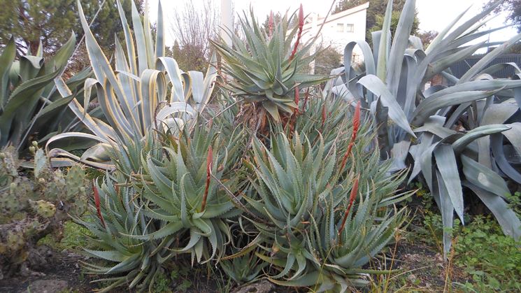 esempio di giardino secco