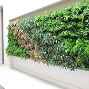 parete con piante