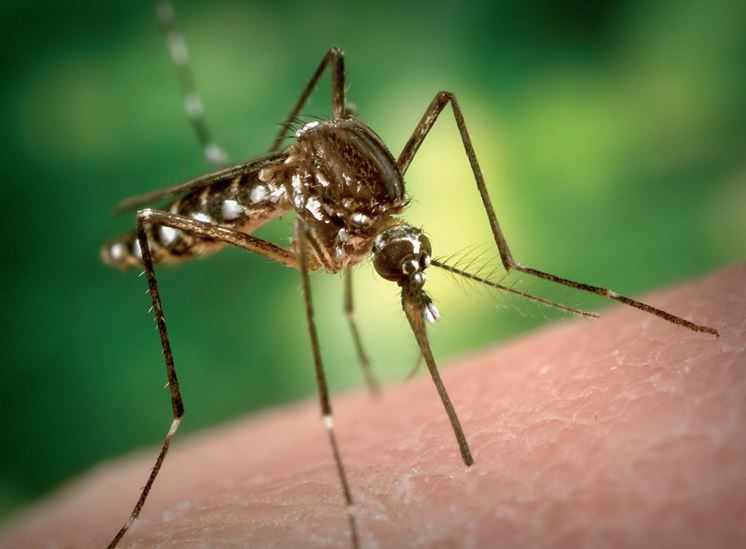difendersi dalle punture di zanzare
