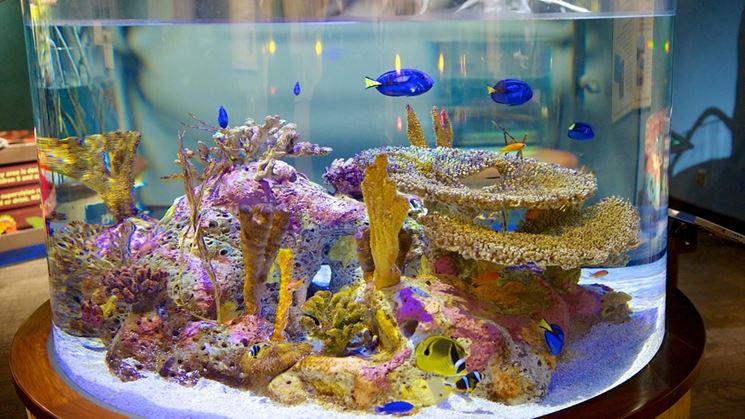 Bellissimo acquario