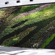 Muro vegetale